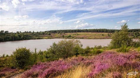 Paysage rural de la Campine belge