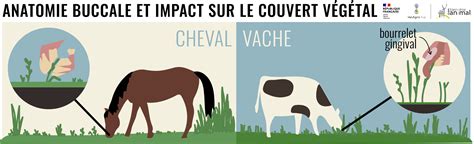 Cheval et bovin partageant une pâture