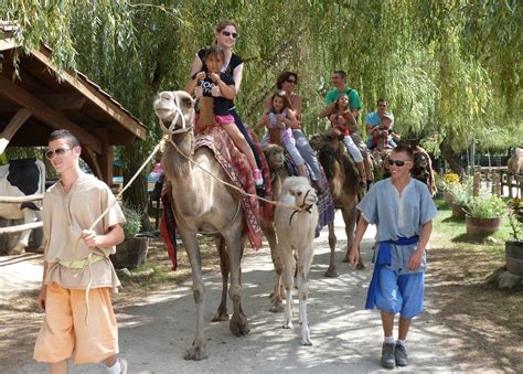 Dromadaire dans un enclos à la Ferme Exotique de Cadaujac