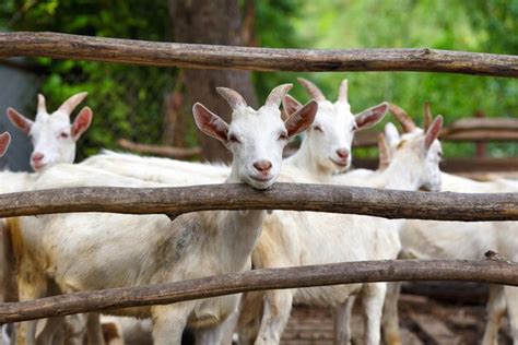 Chèvres dans un enclos à la Ferme Pédagogique des Iris