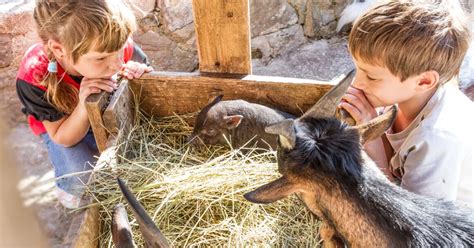 Enfant caressant un mouton dans une ferme pédagogique