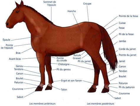 Schéma anatomique des membres du cheval