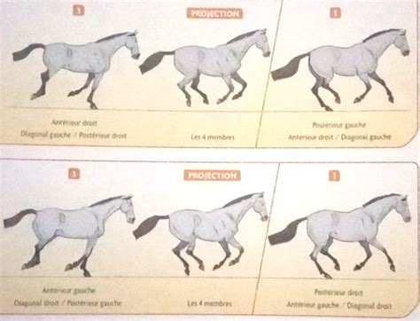 Séquence d'images d'un chien au galop