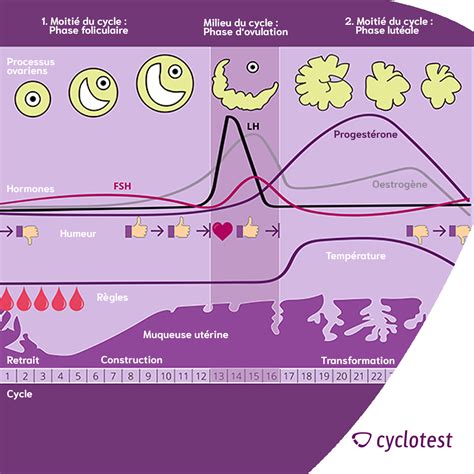 Diagramme montrant les changements hormonaux et comportementaux chez les chevaux après l'exercice
