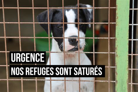 Refuge pour animaux saturé