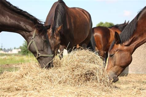 Cheval mangeant du foin dans un pré