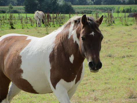 Poney au pâturage