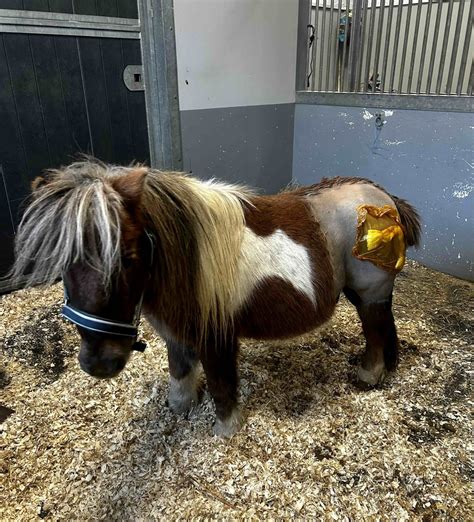 Poney en posture d'alerte