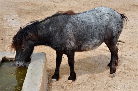 Poney buvant de l'eau