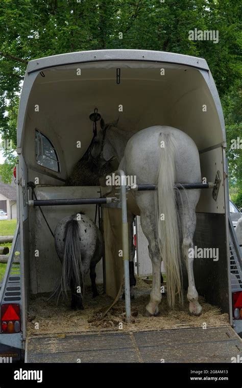 Poney dans une remorque