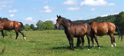 Élevage de chevaux de sport