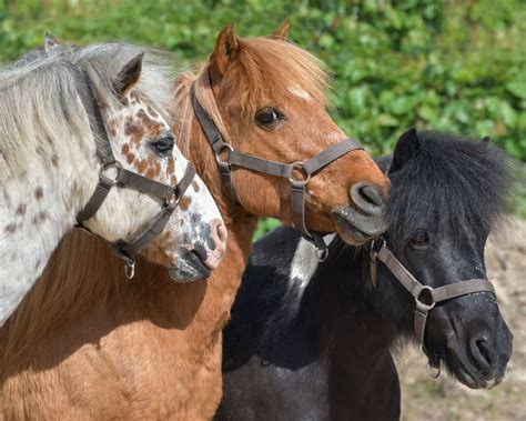 Un groupe de poneys et de cavaliers lors d'une épreuve de Pony Games.