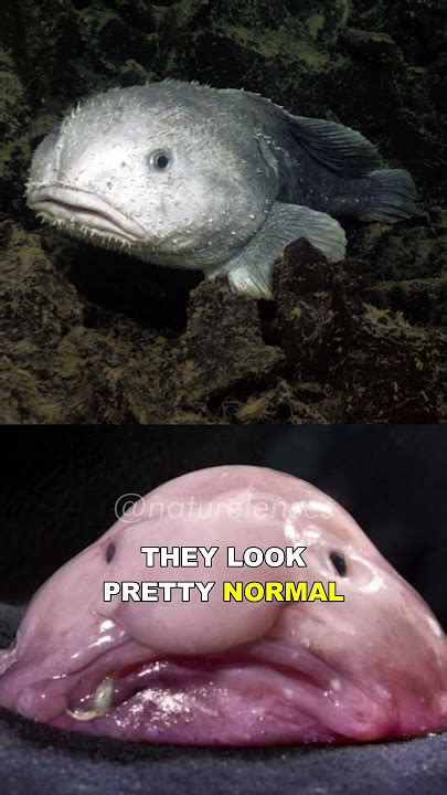 Blobfish dans son habitat naturel