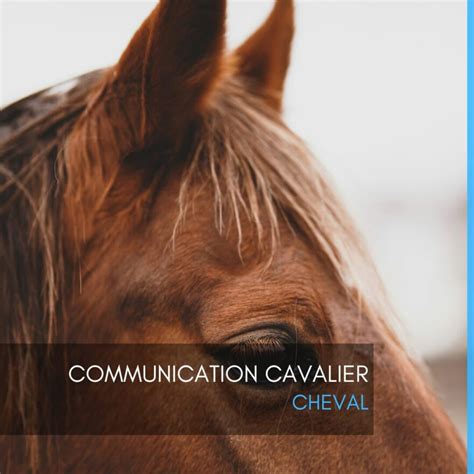 Diagramme illustrant la communication entre cavalier et cheval.