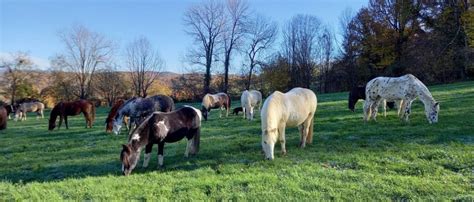 Groupe de poneys au pré