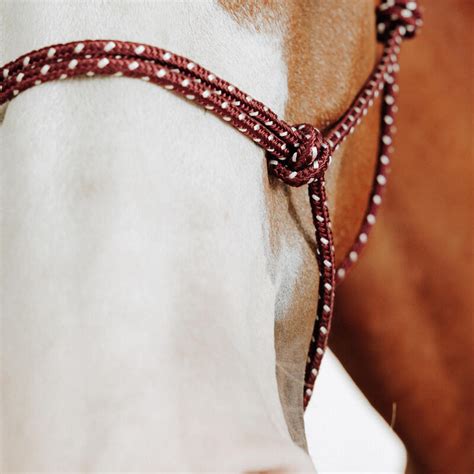 Détail d'un licol éthologique en corde avec nœuds