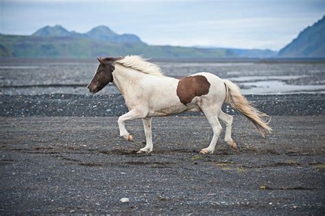 Cheval islandais au tölt