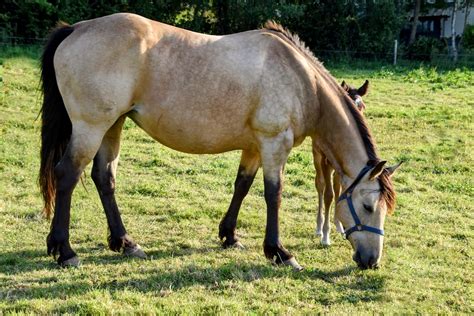 Jument Quarter Horse élégante
