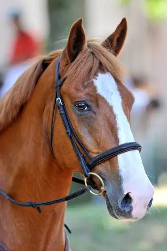 Portrait du cheval Jorky