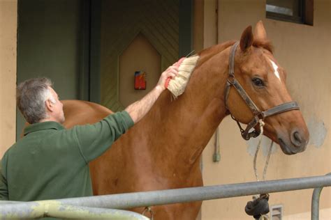 Cheval en train d'être pansé dans un carré de pansage