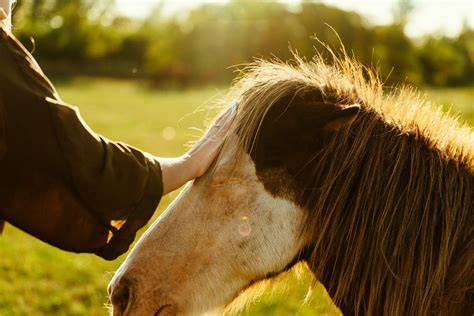 Enfant caressant un cheval dans un pré