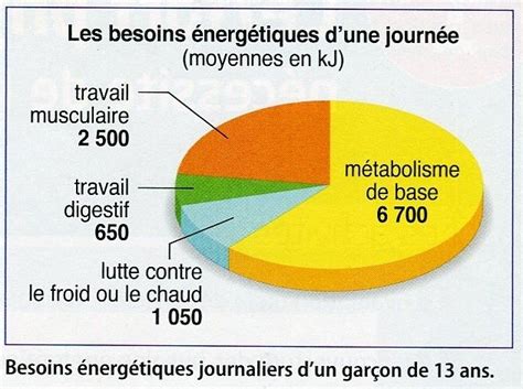 Diagramme illustrant les besoins énergétiques du cheval