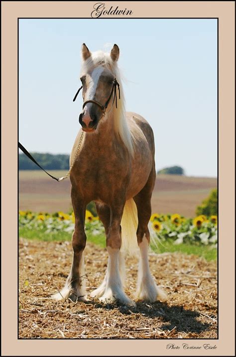 Jeune étalon palomino Goldwyn avec une crinière blanche