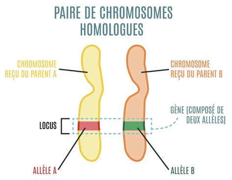 Diagramme génétique expliquant la robe palomino