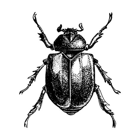 Illustration d'un scarabée complexe