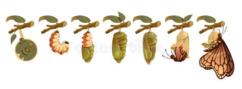 Illustration détaillée de la métamorphose d'un papillon