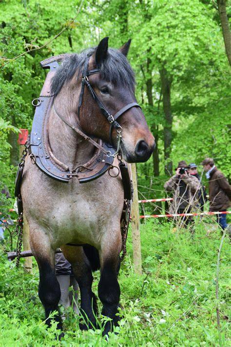 Famille Le Goupil avec des chevaux