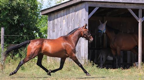Un cheval trotteur s'élançant derrière un autostart