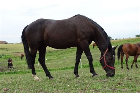Cheval bai-brun avec des zones rousses distinctes