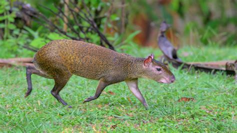 Diagramme simplifié des gènes Extension et Agouti et leur influence sur les robes