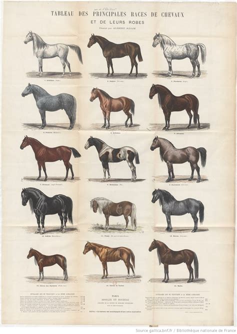 Tableau comparatif des principales robes de chevaux et leurs caractéristiques génétiques