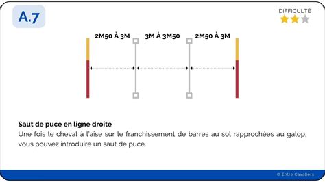 Cheval en plein saut de puce, montrant une bonne articulation