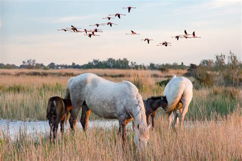 Cheval Camargue en liberté dans les marais