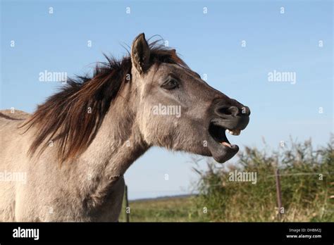 Cheval hennissant