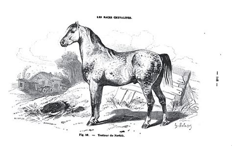 Représentation historique d'un trotteur Norfolk