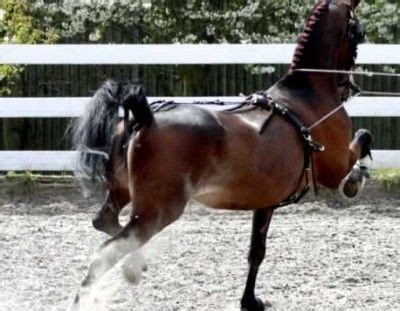 Cheval Hackney effectuant un trot spectaculaire