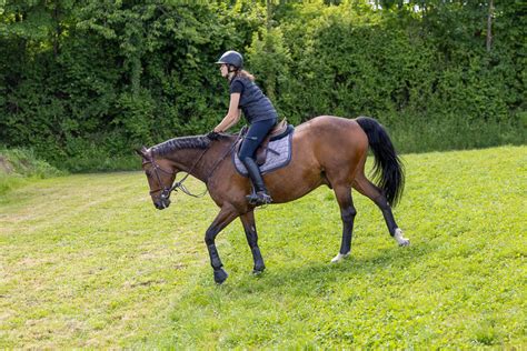Cavalier et cheval au paddock avant une épreuve