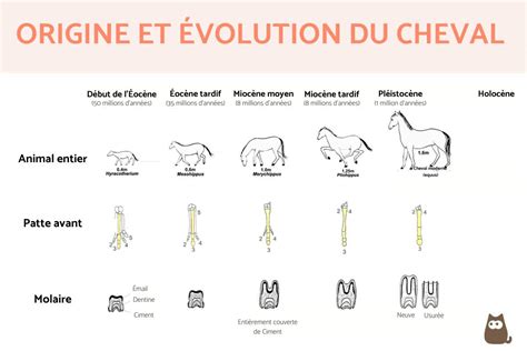 Graphique illustrant l'évolution d'un ISO de cheval