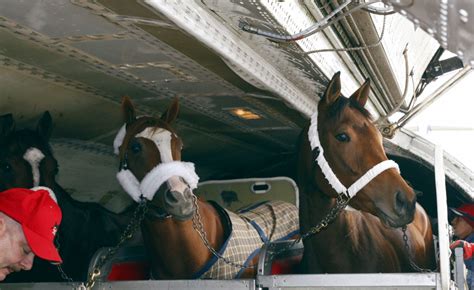 Avion cargo transportant des chevaux