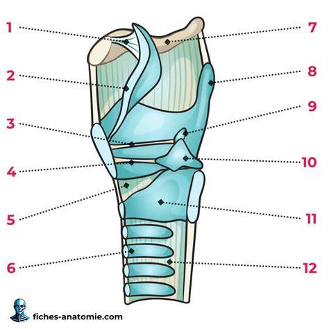 Schéma du larynx équin