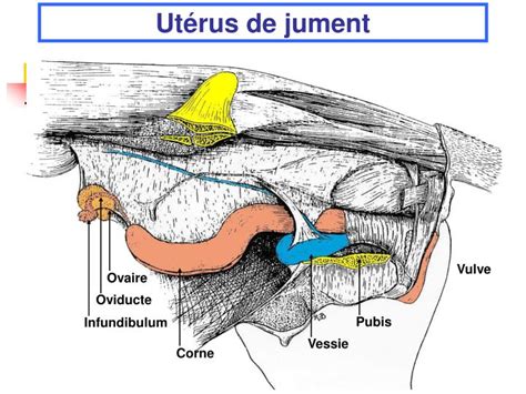 Schéma de la vulve et de l'utérus de la jument