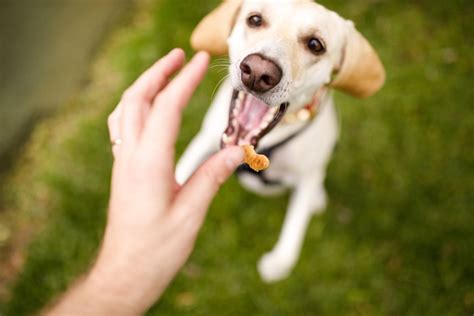 Un propriétaire récompensant son chien avec une friandise pendant une promenade