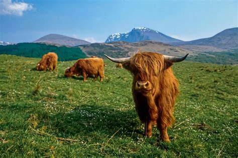 Poney Highland en Écosse