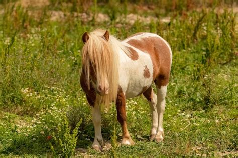 Poney Dales dans un paysage anglais