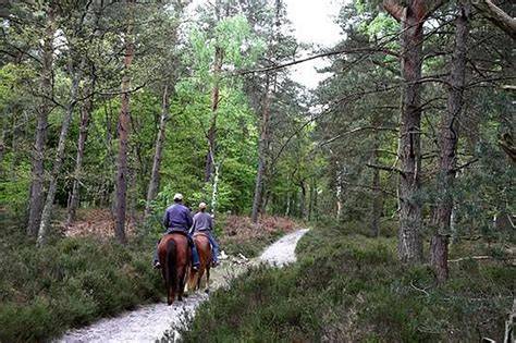 Un groupe de cavalières explorant une forêt luxuriante