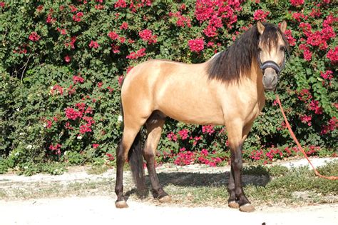 Cheval Isabelle en train d'être pansé
